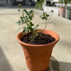 ミニバラ/ピンク/蕾あり/鉢ごとの画像