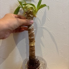 決まりました！【ユッカ④ 】観葉植物の画像