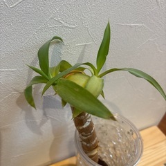 決まりました！【ユッカ④ 】観葉植物の画像