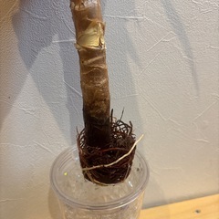 決まりました！【ユッカ④ 】観葉植物の画像