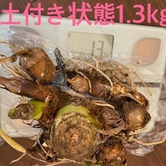 今が旬❣️
無農薬‼️自家栽培里芋（土付き ）の画像