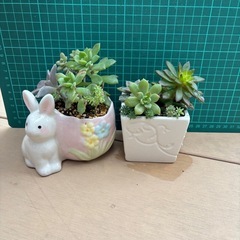 多肉　寄せ植えセットの画像