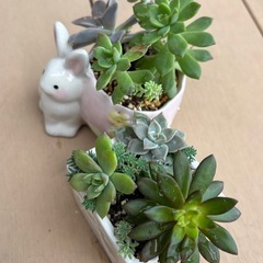 多肉　寄せ植えセットの画像