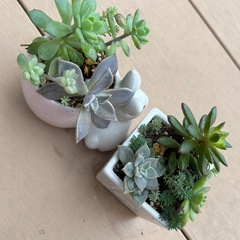 多肉　寄せ植えセットの画像