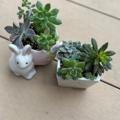 多肉　寄せ植えセットの画像