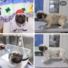 ペキニーズの男の子里親募集