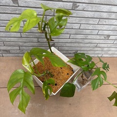 モンステラ　セットの画像