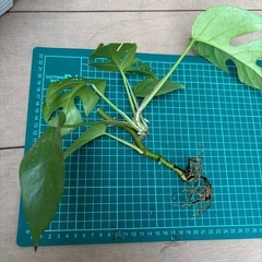 モンステラ　セットの画像