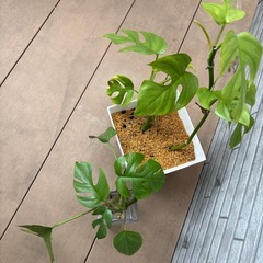 モンステラ　セットの画像