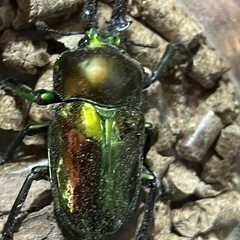 ニジイロクワガタの画像