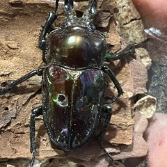 ニジイロクワガタの画像