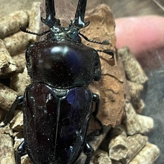 ニジイロクワガタの画像
