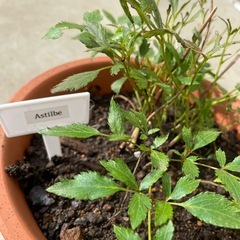 アスチルベ/ピンク/鉢ごとの画像