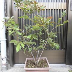 ■ブルーベリー　ノーザンハイブッシュ　4年生　チャンドラー　9号鉢　剪定済み■の画像