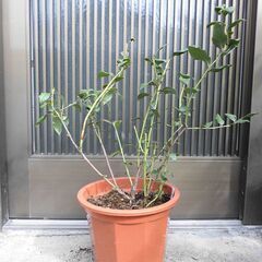 ■ブルーベリー　ノーザンハイブッシュ　3年生　スパルタン　7号鉢　剪定済み■の画像