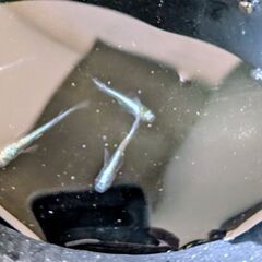 黒みゆきメダカ　5匹以上の画像