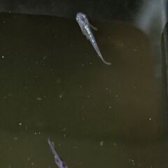 黒みゆきメダカ　5匹以上の画像