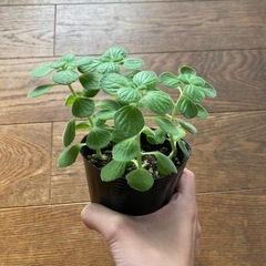 アロマティカス　苗の画像
