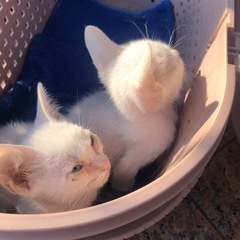 家で飼えなくなった