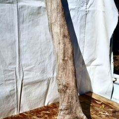 SEASIDEinterior★インテリアディスプレイに流木 Cool driftwood for decorating 167の画像