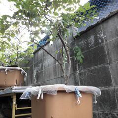 ■ブルーベリー　ラビットアイ　6年生　マル　15号鉢相当　多収　未剪定■の画像