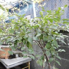 ■ブルーベリー　ラビットアイ　6年生　マル　15号鉢相当　多収　未剪定■の画像