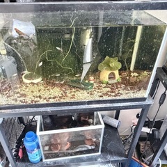 【無料】水槽＋魚セット差し上げます（引き取り限定）の画像