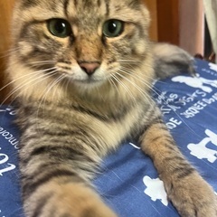 猫探しています。茨城県つくば市山中付近