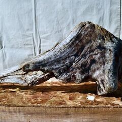 SEASIDEinterior★インテリアディスプレイに流木 Cool driftwood for decorating 168の画像