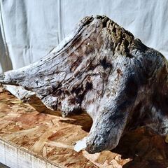 SEASIDEinterior★インテリアディスプレイに流木 Cool driftwood for decorating 168の画像