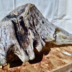 SEASIDEinterior★インテリアディスプレイに流木 Cool driftwood for decorating 168の画像