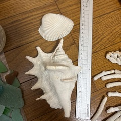 沖縄 砂 星の砂 シーグラス 貝殻 珊瑚
の画像