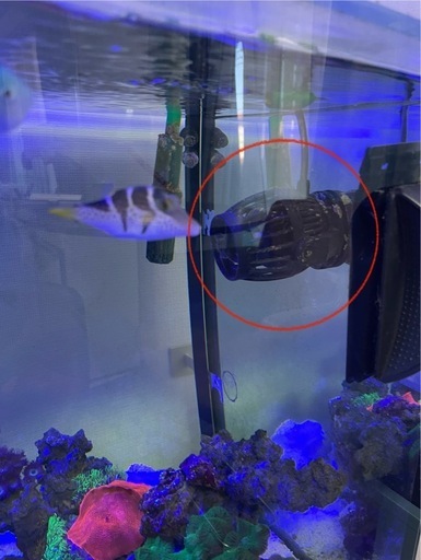 ボルクスジャパンベスタウェーブ、水流ポンプ、マリンアクア、アクアリウム、水槽、海水魚、サンゴ、珊瑚