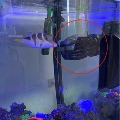 ボルクスジャパンベスタウェーブ、水流ポンプ、マリンアクア、アクアリウム、水槽、海水魚、サンゴ、珊瑚の画像