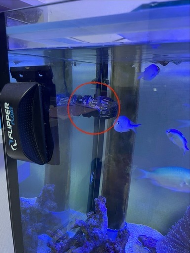 ボルクスジャパンベスタウェーブ、水流ポンプ、マリンアクア、アクアリウム、水槽、海水魚、サンゴ、珊瑚
