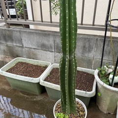 柱 サボテンの画像