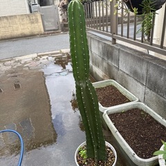 柱 サボテンの画像