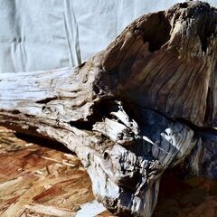 SEASIDEinterior★インテリアディスプレイに流木 Cool driftwood for decorating 169の画像