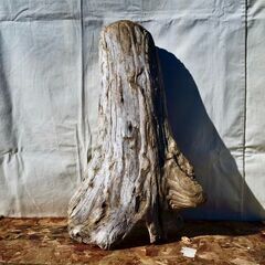 SEASIDEinterior★インテリアディスプレイに流木 Cool driftwood for decorating 169の画像