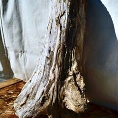 SEASIDEinterior★インテリアディスプレイに流木 Cool driftwood for decorating 169の画像