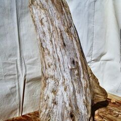 SEASIDEinterior★インテリアディスプレイに流木 Cool driftwood for decorating 169の画像