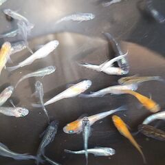 改良メダカ　MIXめだかIタイプ　稚魚約40匹の画像