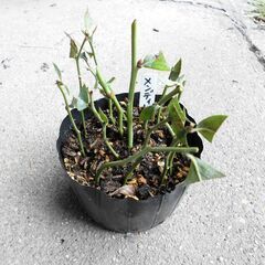 ■ブルーベリー　ラビットアイ　5品種　緑挿し木苗　■の画像