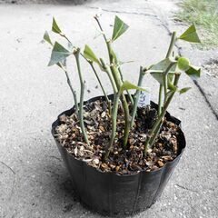 ■ブルーベリー　ラビットアイ　5品種　緑挿し木苗　■の画像