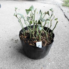 ■ブルーベリー　ラビットアイ　5品種　緑挿し木苗　■の画像