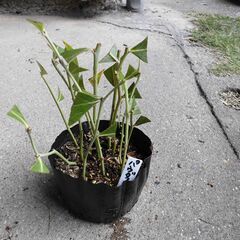 ■ブルーベリー　ラビットアイ　5品種　緑挿し木苗　■の画像