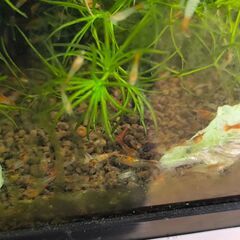 ルリーシュリンプの画像