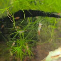 ルリーシュリンプの画像