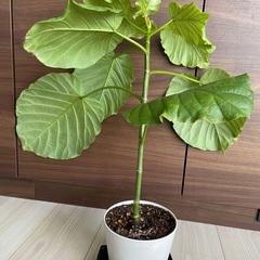 フィカス・ウンベラータの画像