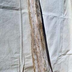 SEASIDEinterior★インテリアディスプレイに流木 Cool driftwood for decorating 170の画像
